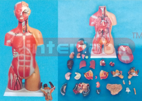 85 CM TALL, UNISEX, HUMAN TORSO MODEL WITH HALF MUSCLES, HALF SKIN AND BACK ANATOMIES